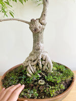 PURPLE WISTERIA (FORMAL) - MiniGardens NZ