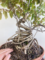 PURPLE WISTERIA (INFORMAL)