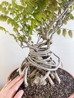 PURPLE WISTERIA (INFORMAL)