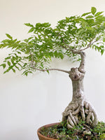 PURPLE WISTERIA (FORMAL) - MiniGardens NZ