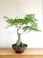 PURPLE WISTERIA (FORMAL) - MiniGardens NZ