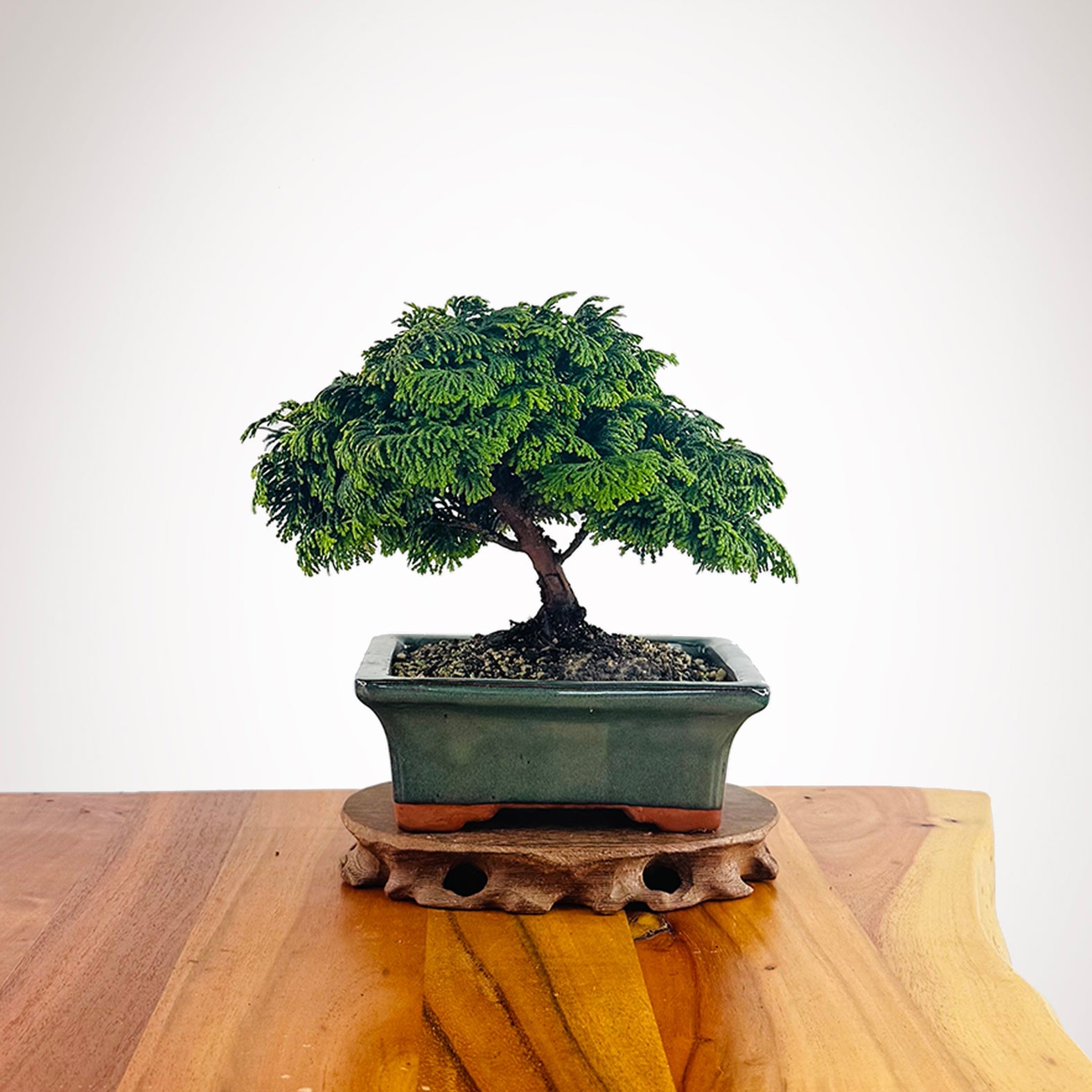 kowhai bonsai tree NZ Bonsai Kowhai Bonsai