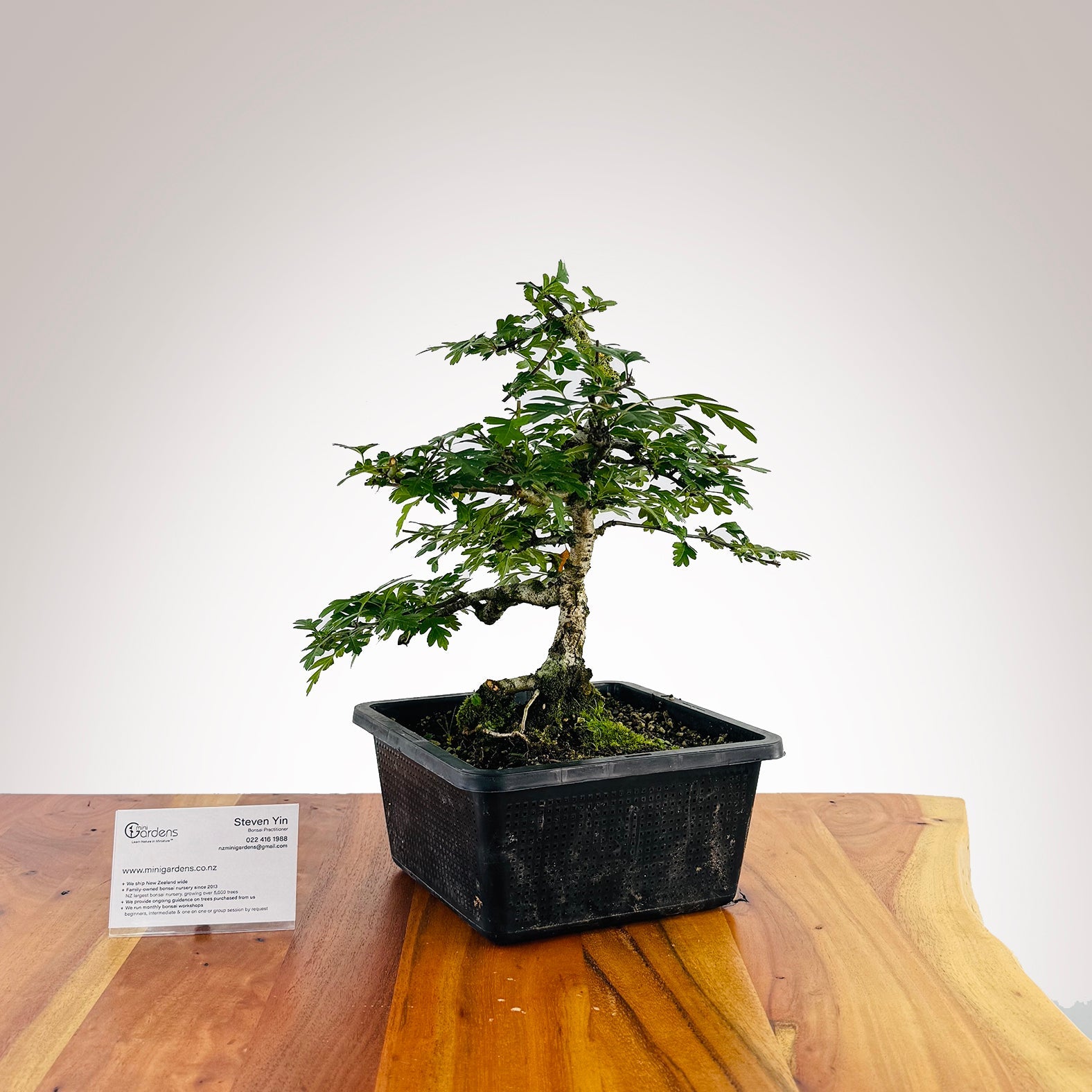 kowhai bonsai tree NZ Bonsai Kowhai Bonsai