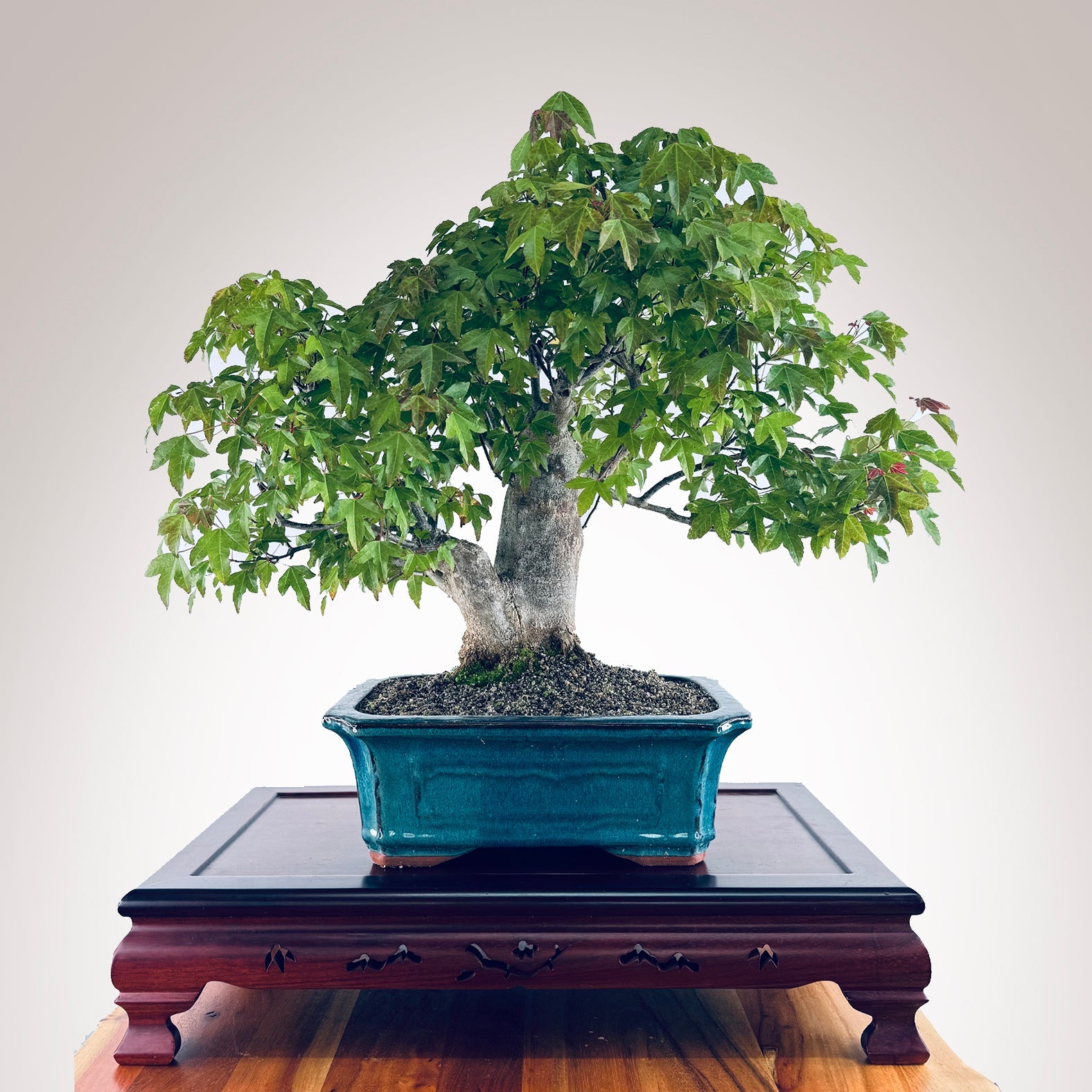 kowhai bonsai tree NZ Bonsai Kowhai Bonsai