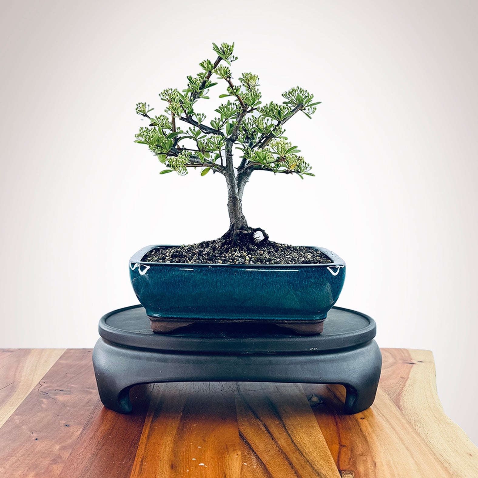Juniper Bonsai