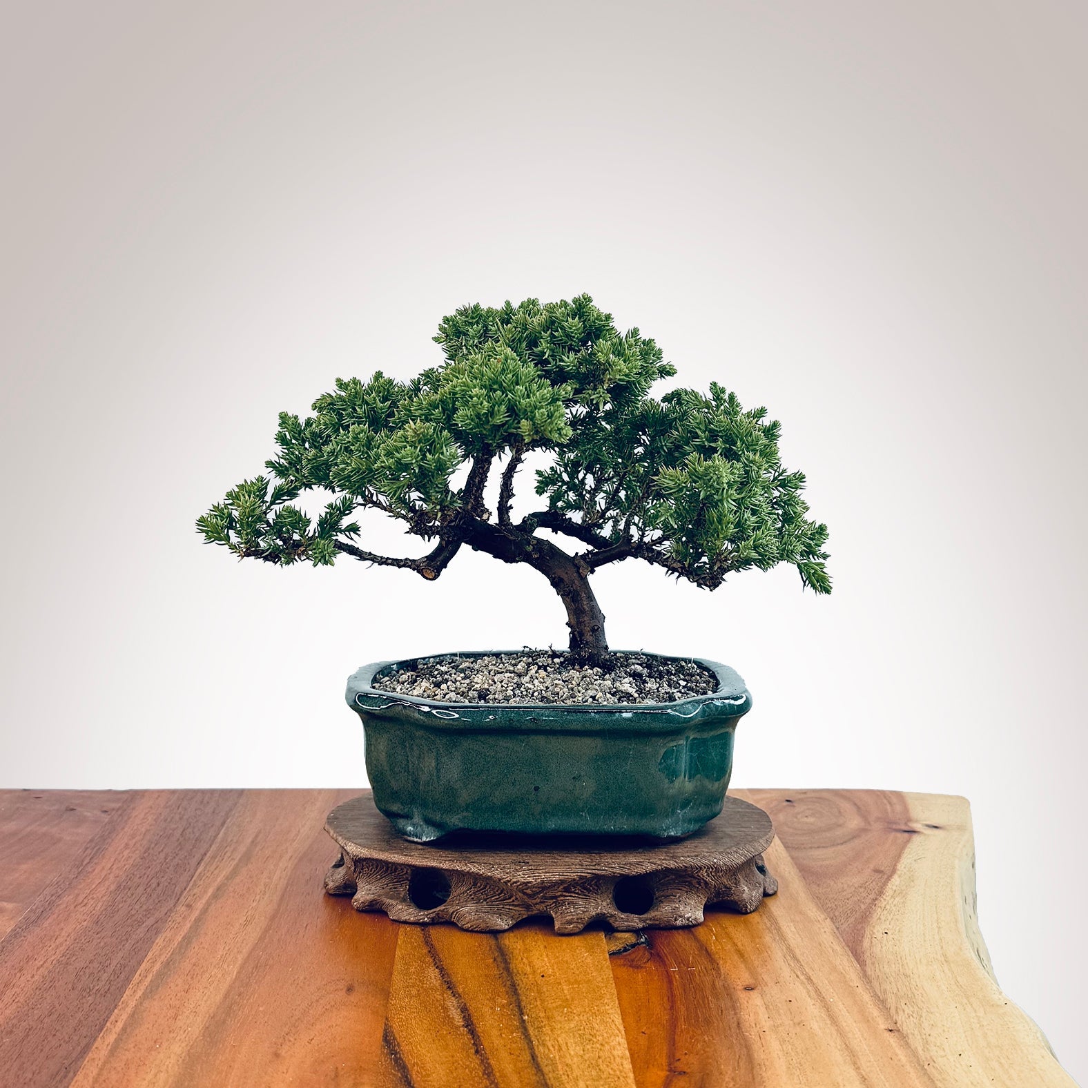 kowhai bonsai tree NZ Bonsai Kowhai Bonsai