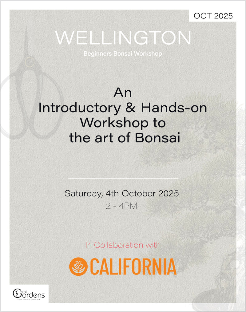 Beginners Bonsai Workshop | 4th October 2025