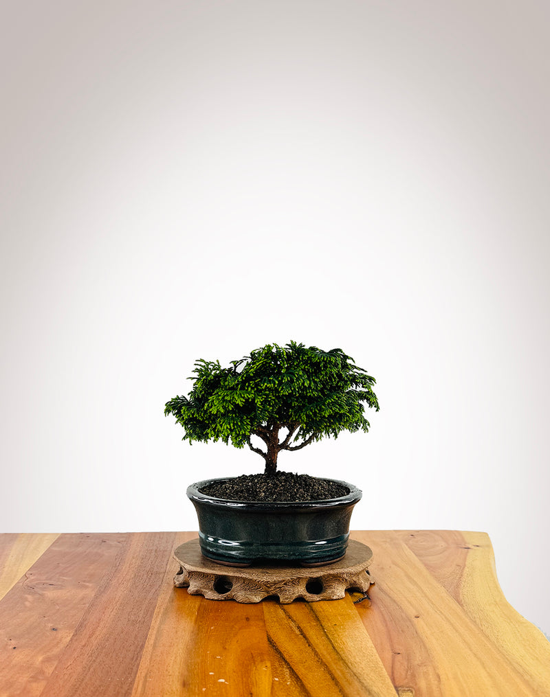 Japanese Cypress (XS004)