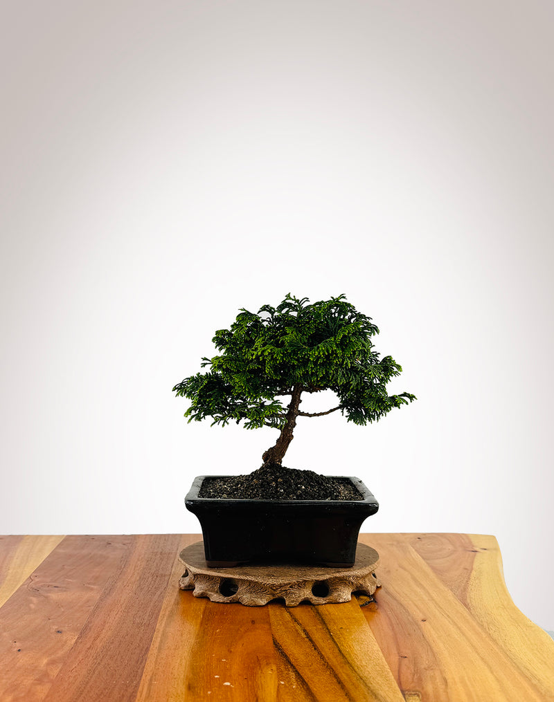Japanese Cypress (XS008)