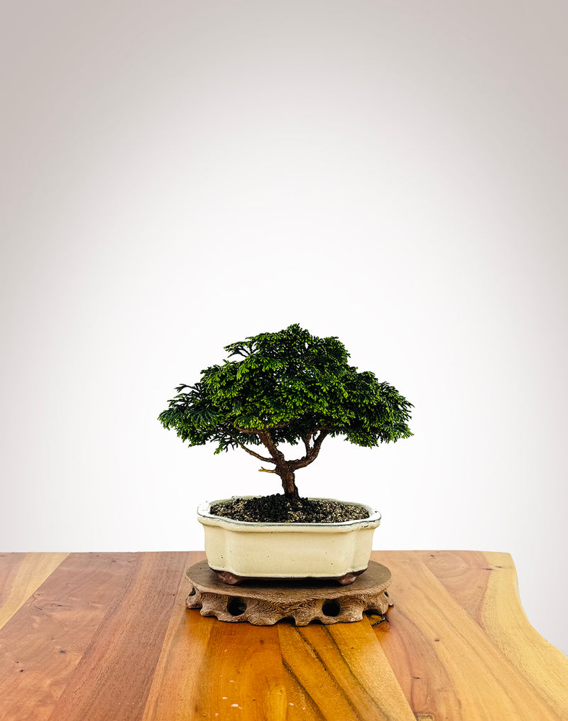 Japanese Cypress (XS018)
