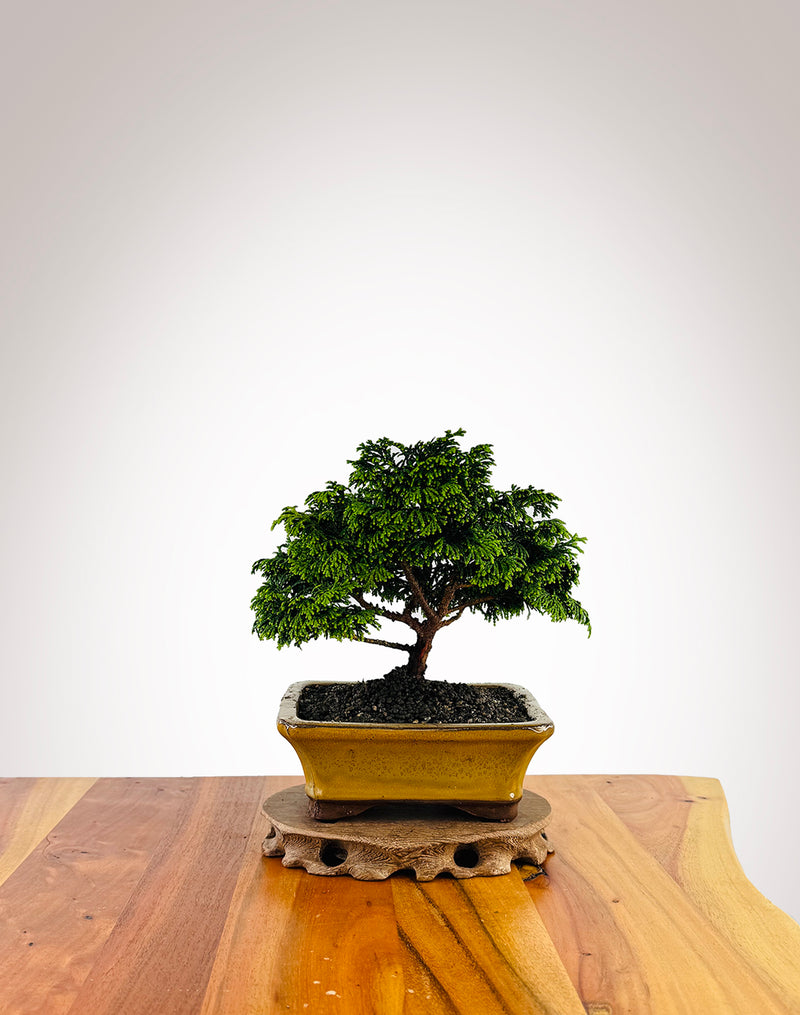 Japanese Cypress (XS019)