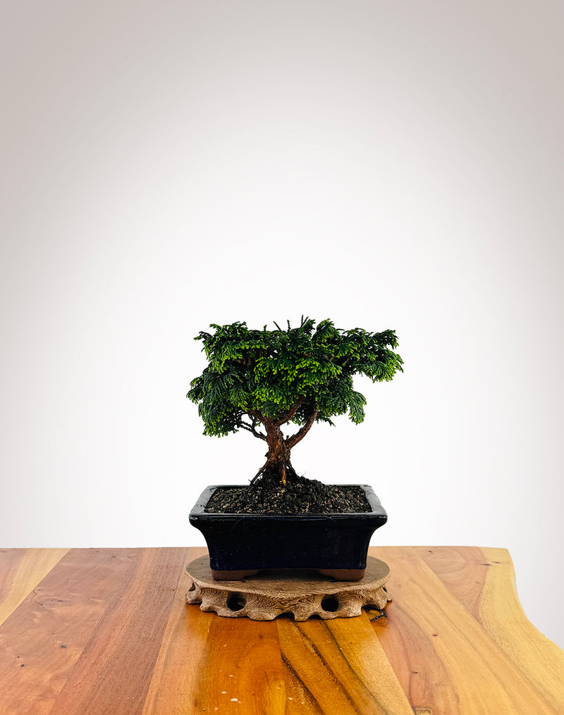 Japanese Cypress (XS023)
