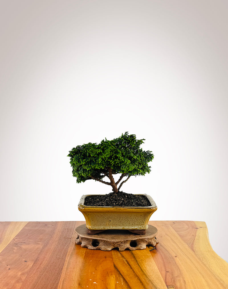 Japanese Cypress (XS024)