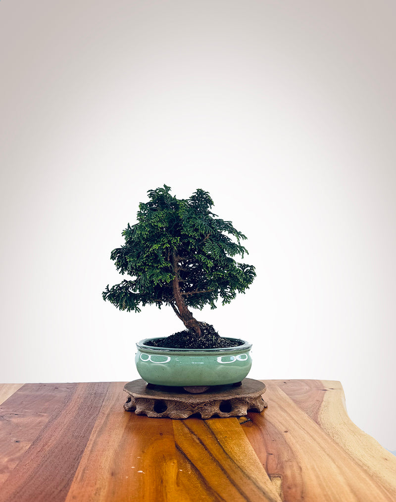 Japanese Cypress (XS028)