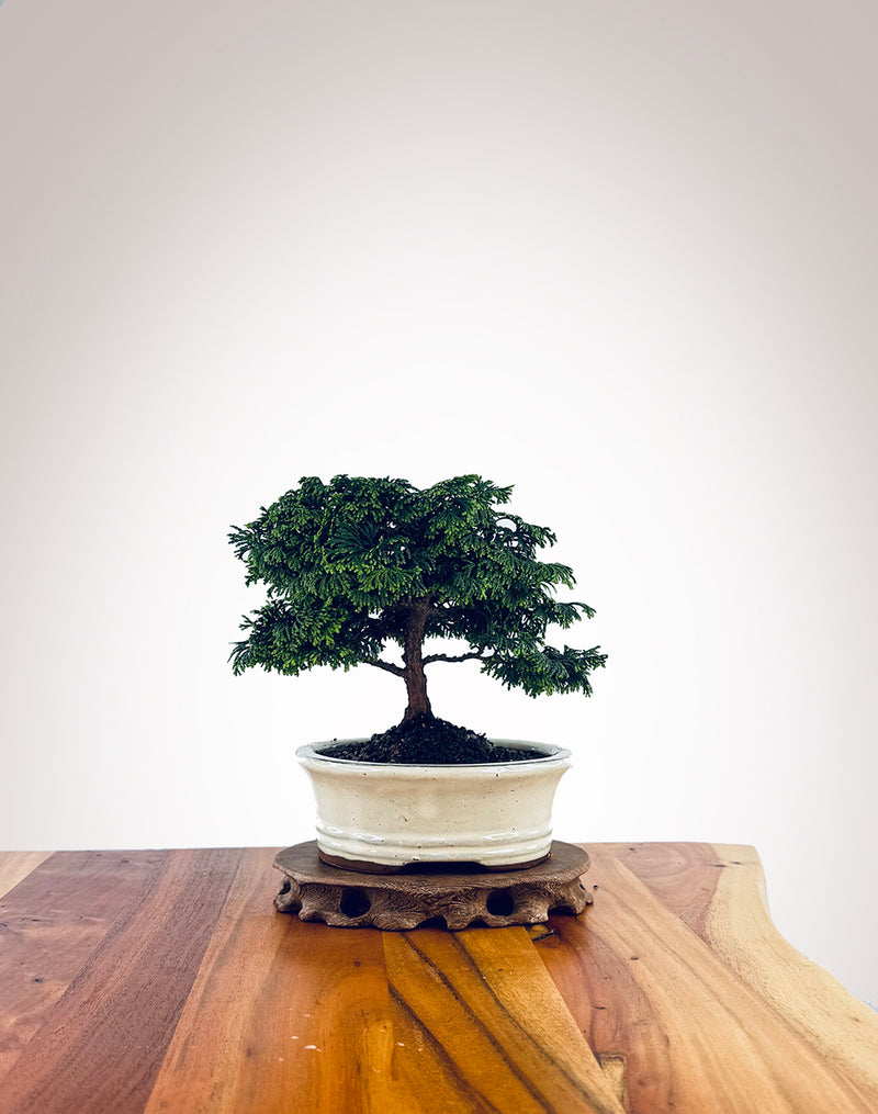 Japanese Cypress (XS030)