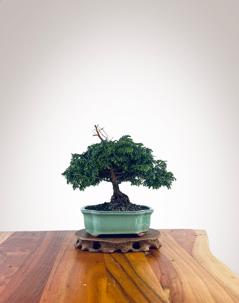 Japanese Cypress (XS032)