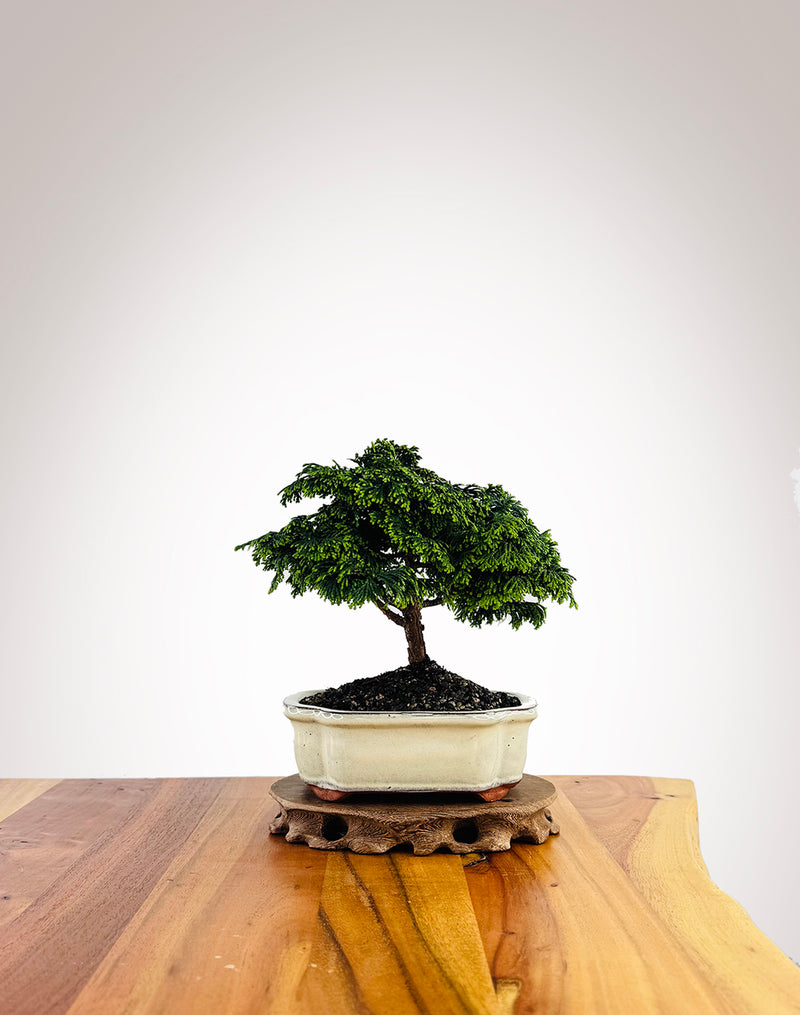 Japanese Cypress (XS035)