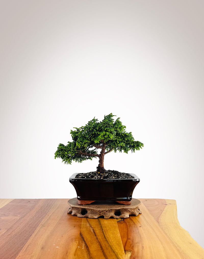 Japanese Cypress (XS043)