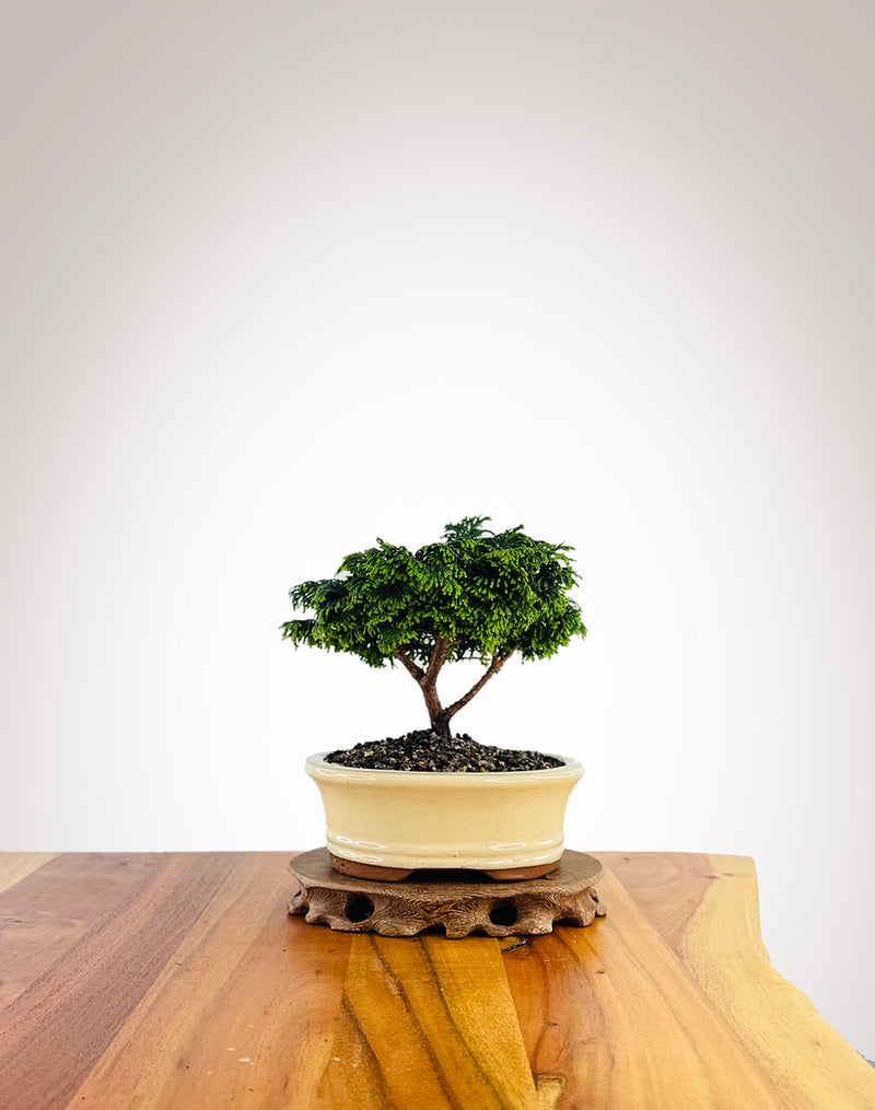 Japanese Cypress (XS054)