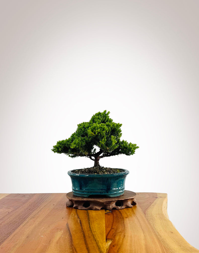 Japanese Juniper 2025X031
