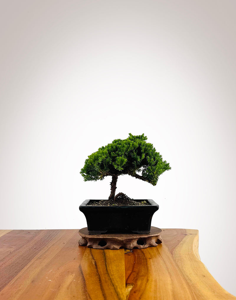 Japanese Juniper 2025X037