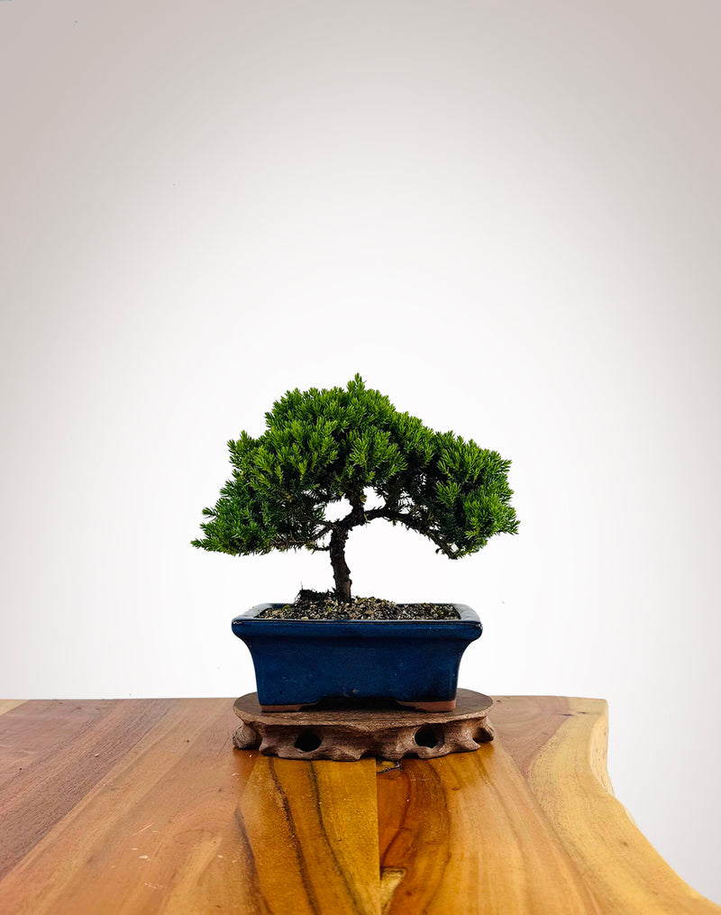 Japanese Juniper 2025X039