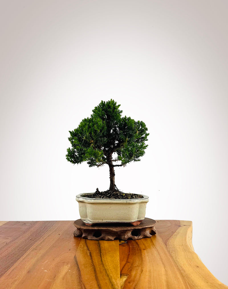 Japanese Juniper 2025X042