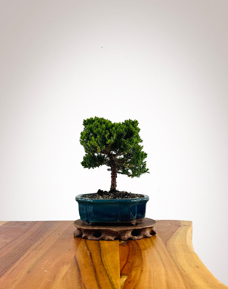 Japanese Juniper 2025X043