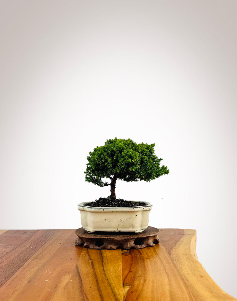 Japanese Juniper 2025X049