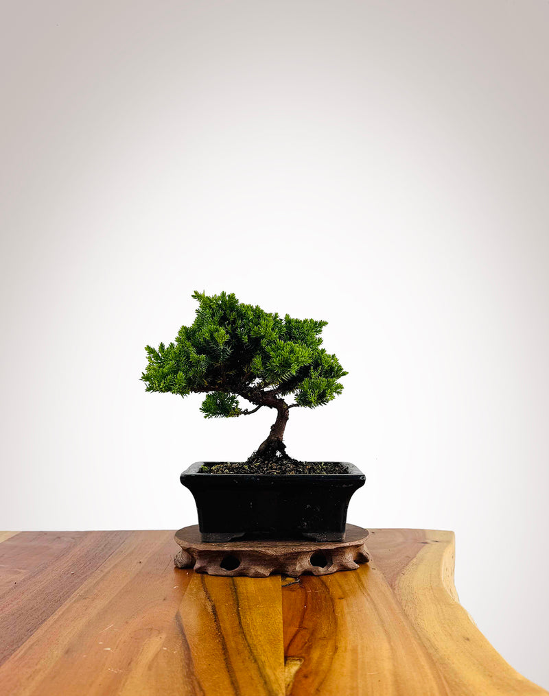 Japanese Juniper 2025X050