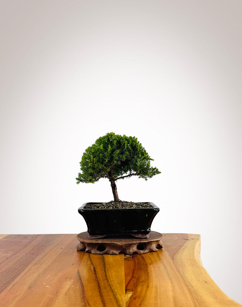 Japanese Juniper 2025X055