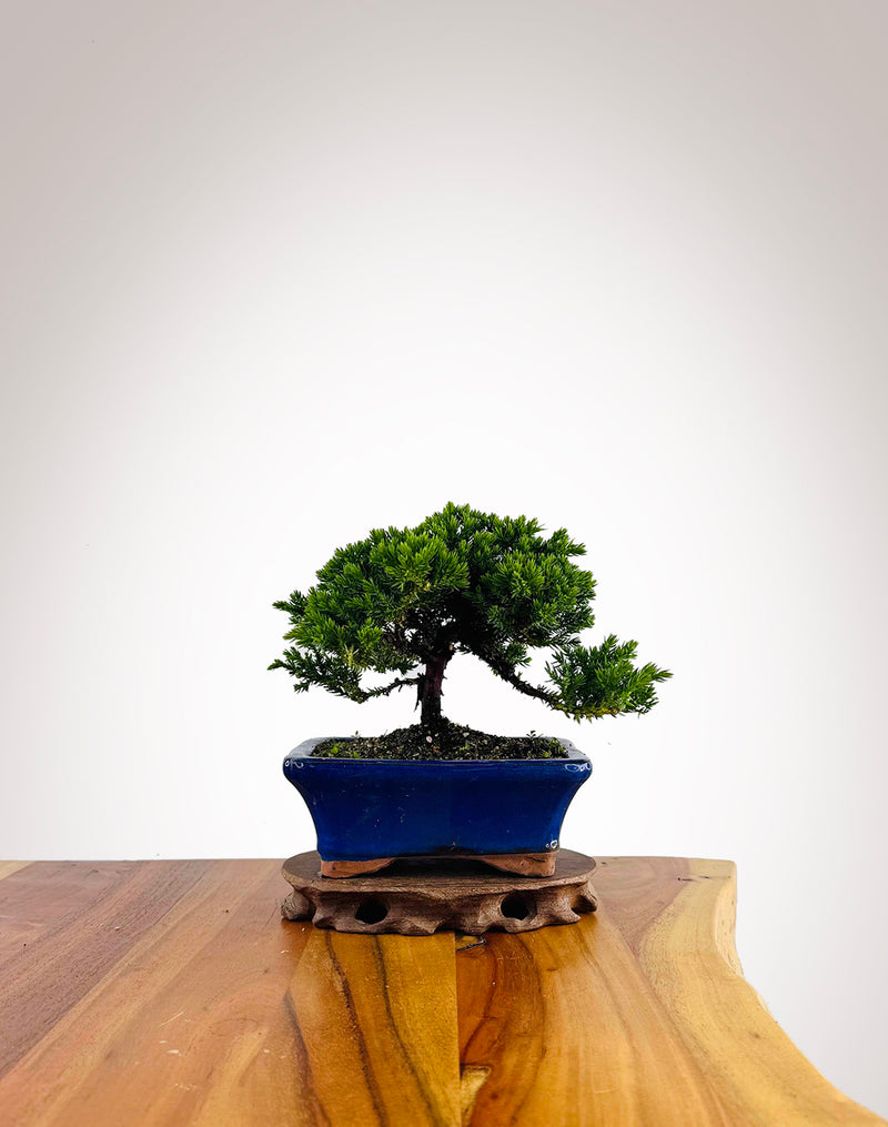 Japanese Juniper 2025X059