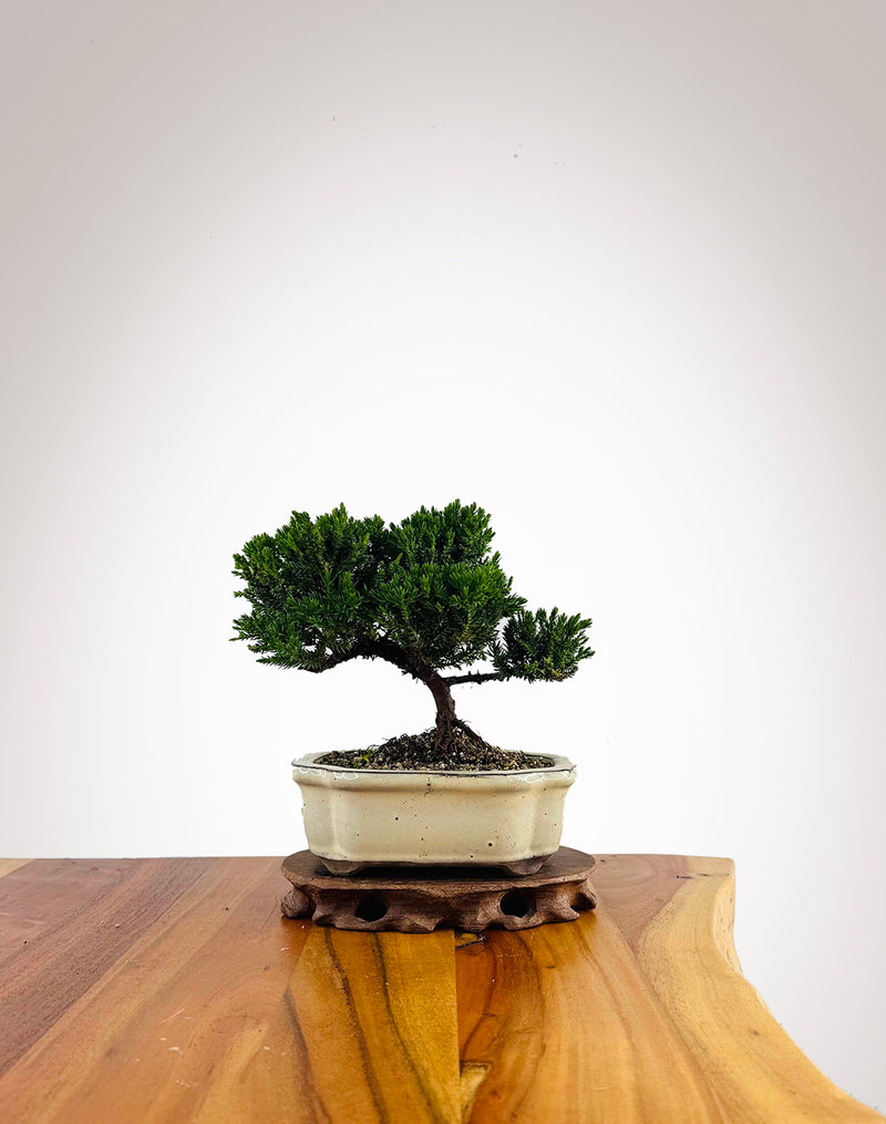 Japanese Juniper 2025X060