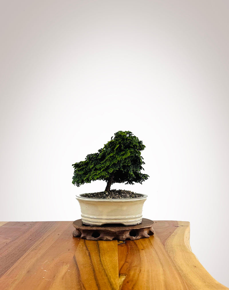 Japanese Cypress 2025X063