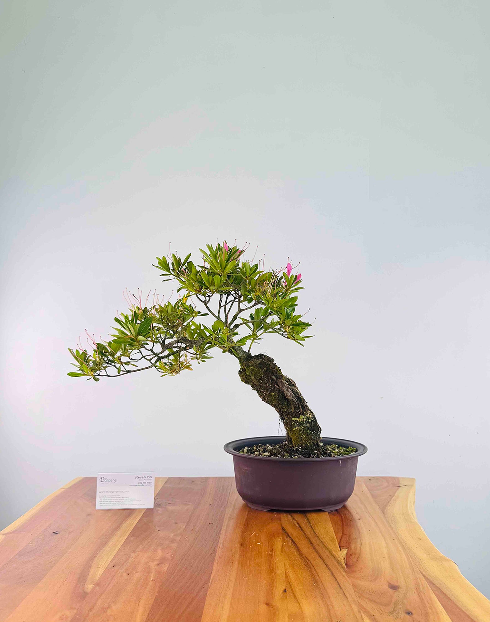 Exposed Roots Azalea – MiniGardens Bonsai NZ