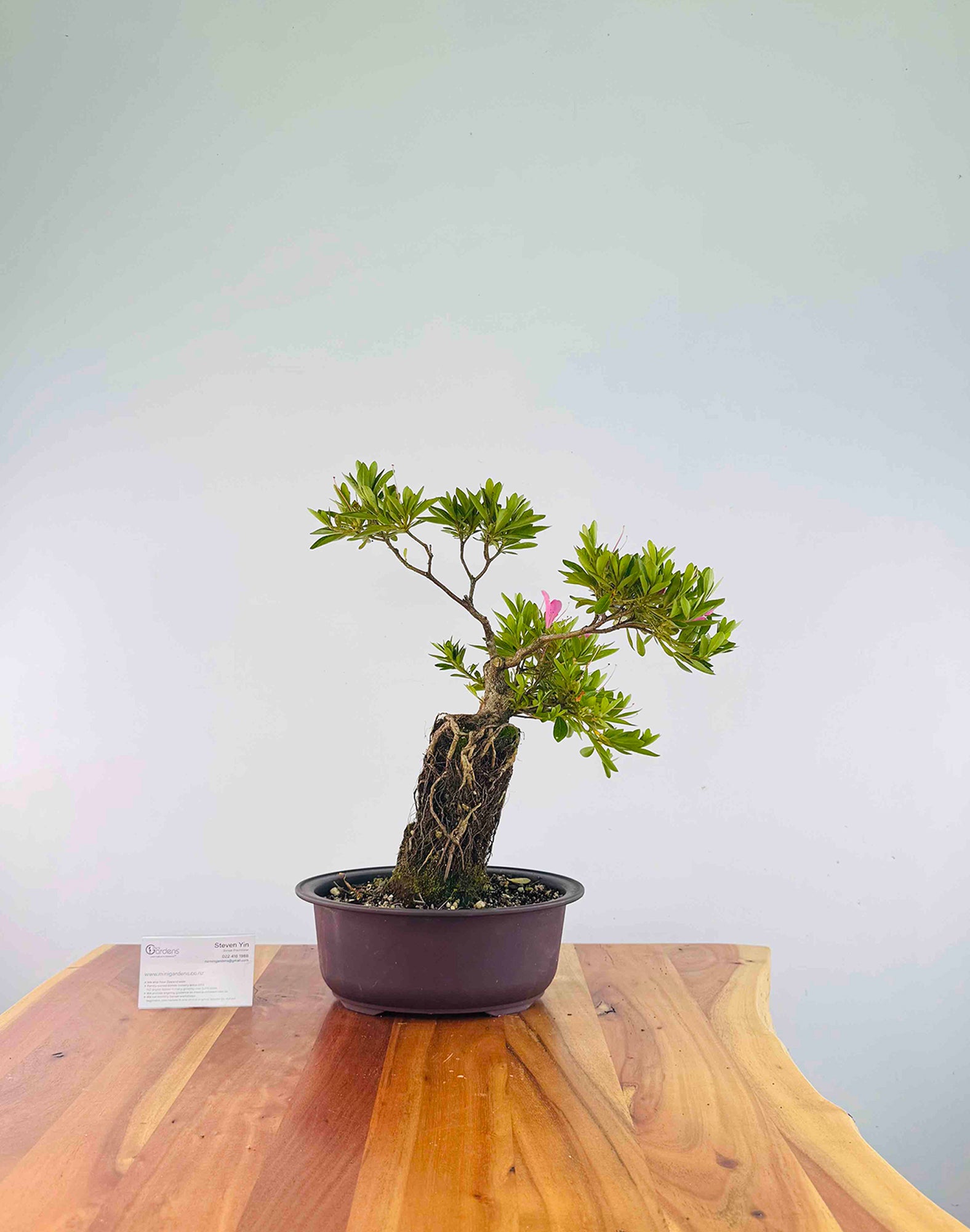 Exposed Roots Azalea – MiniGardens Bonsai NZ