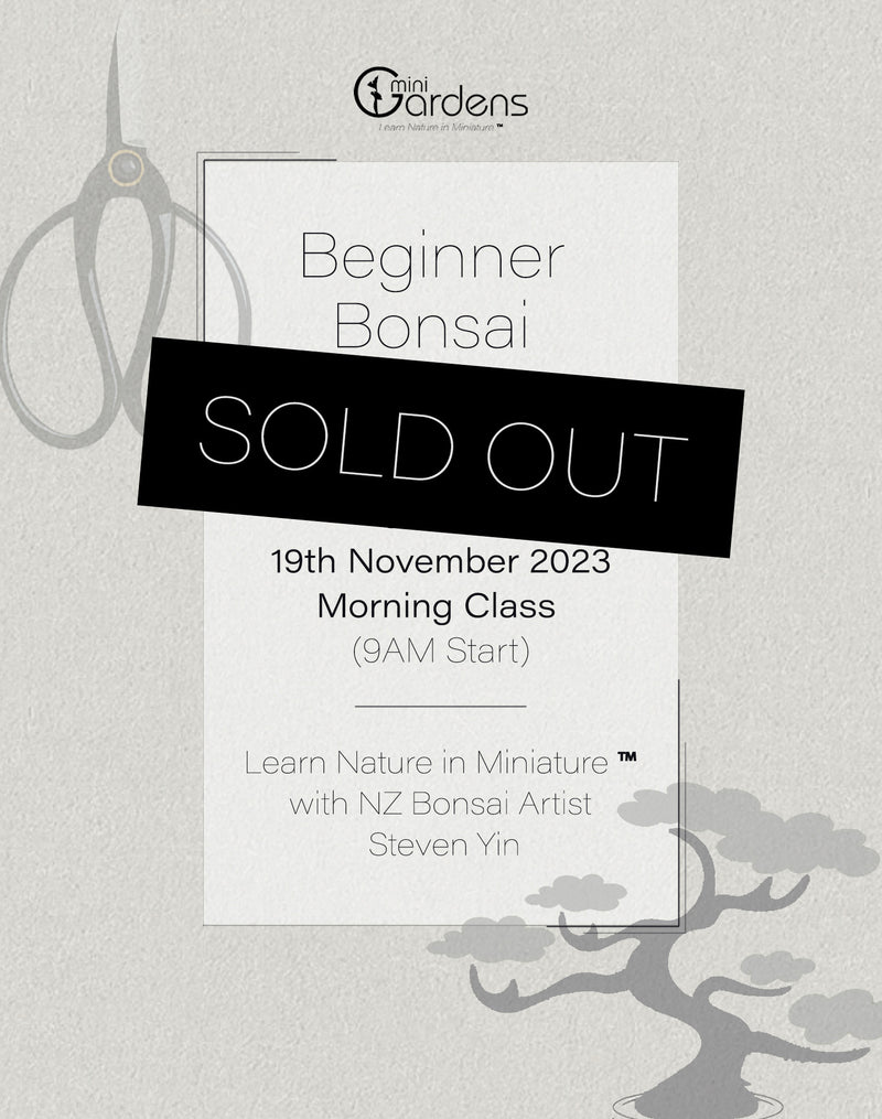 Beginners Bonsai Workshop | 19th November (Morning Class)