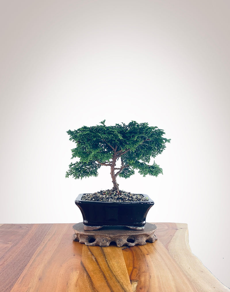 Japanese Cypress (HC2305001)