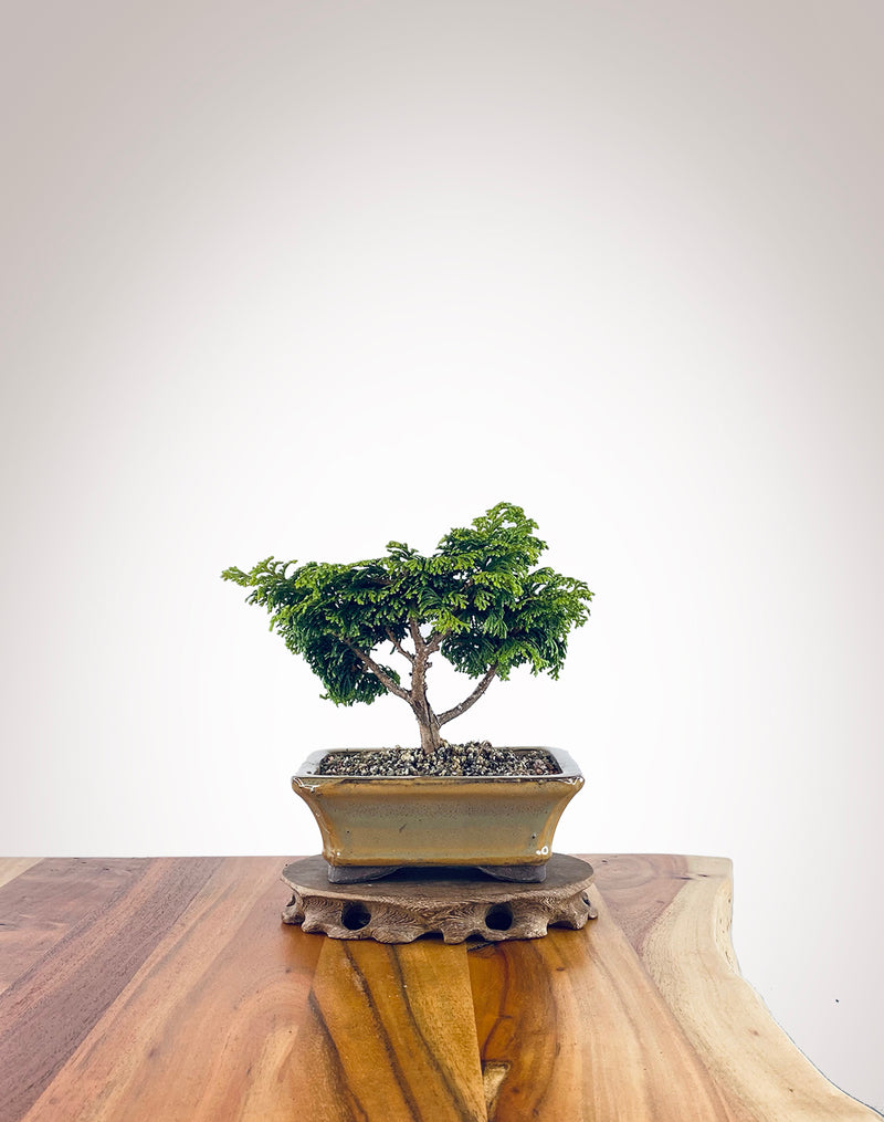 Japanese Cypress (HC2306003)