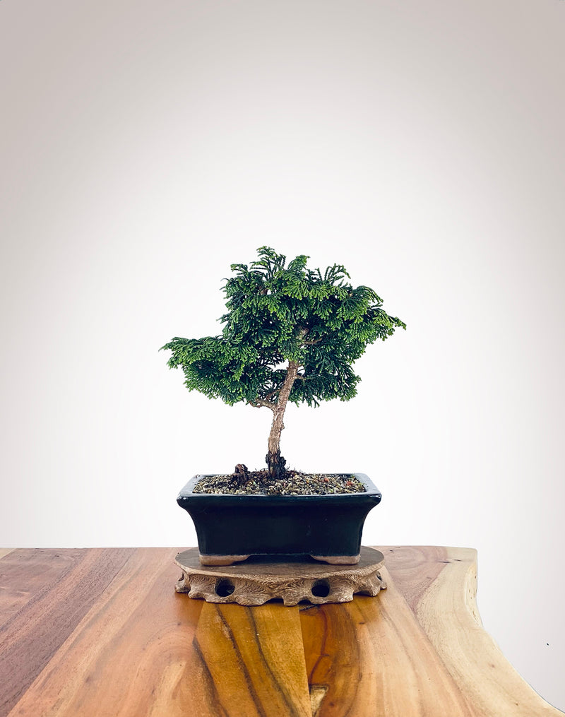 Japanese Cypress (HC2306004)