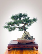 MUGO PINE OVER ROCK