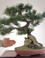 MUGO PINE OVER ROCK