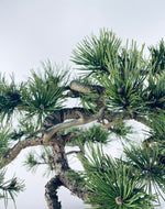 MUGO PINE OVER ROCK