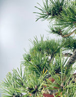 MUGO PINE OVER ROCK