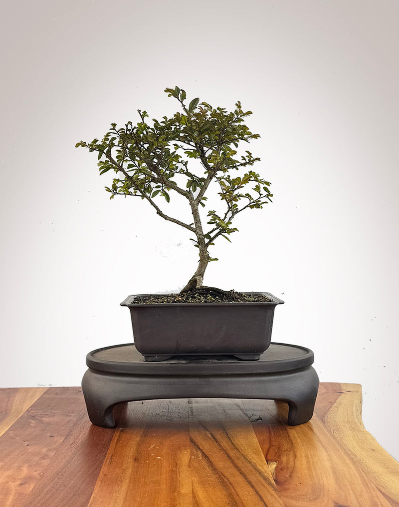 Chinese Elm (CE2609004)