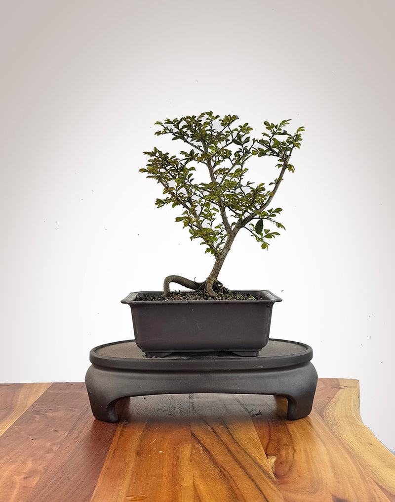 Chinese Elm (CE2609007)