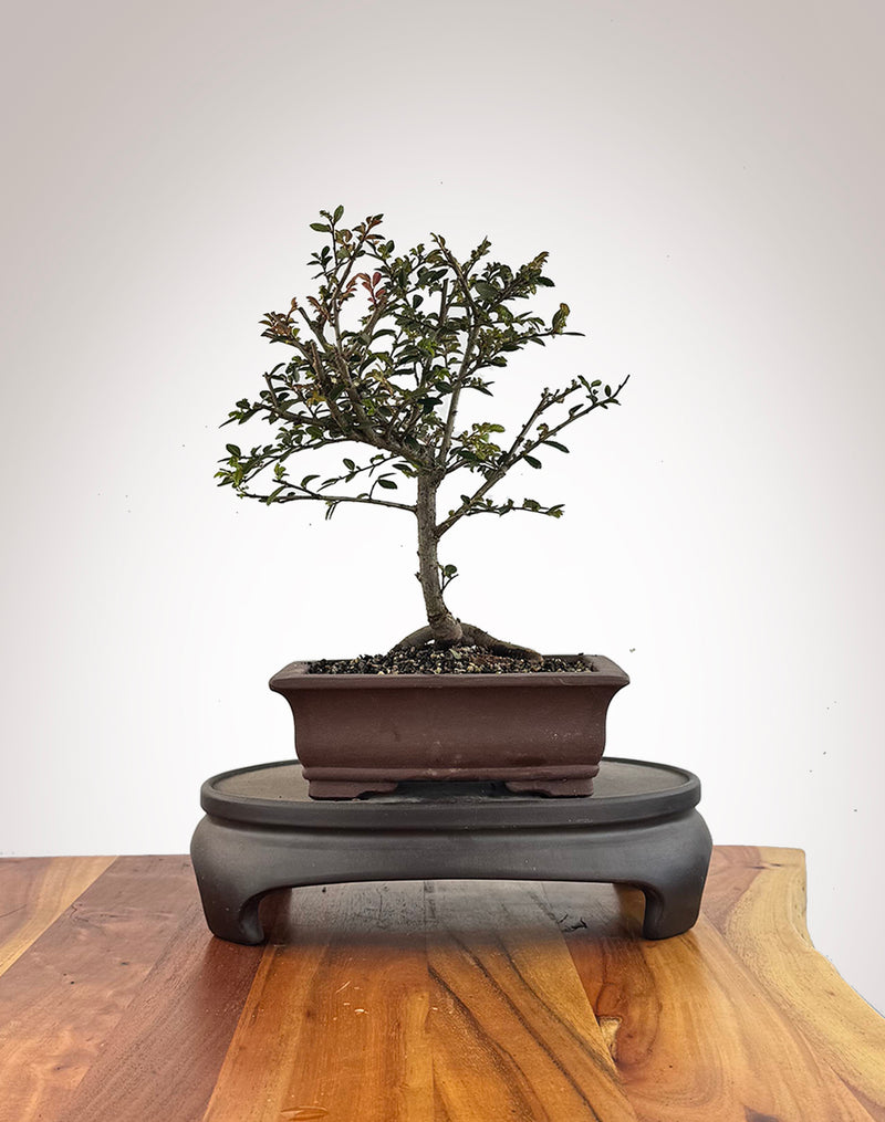 Chinese Elm (CE2609008)