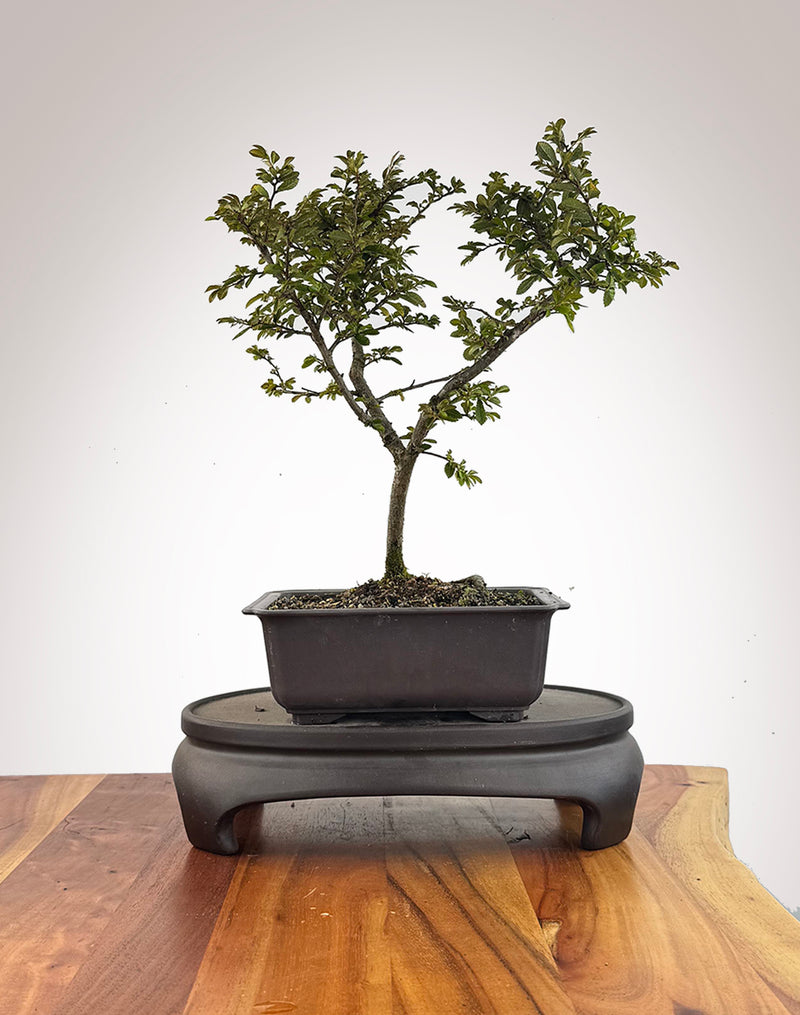Chinese Elm (CE2609011)