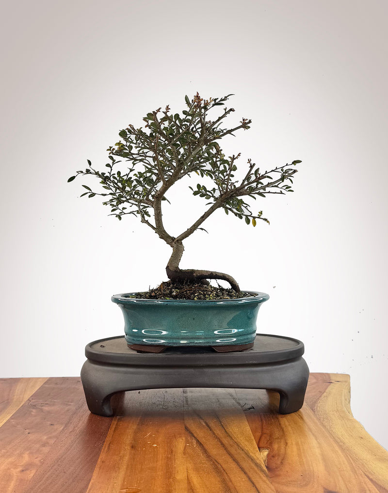 Chinese Elm (CE2609012)