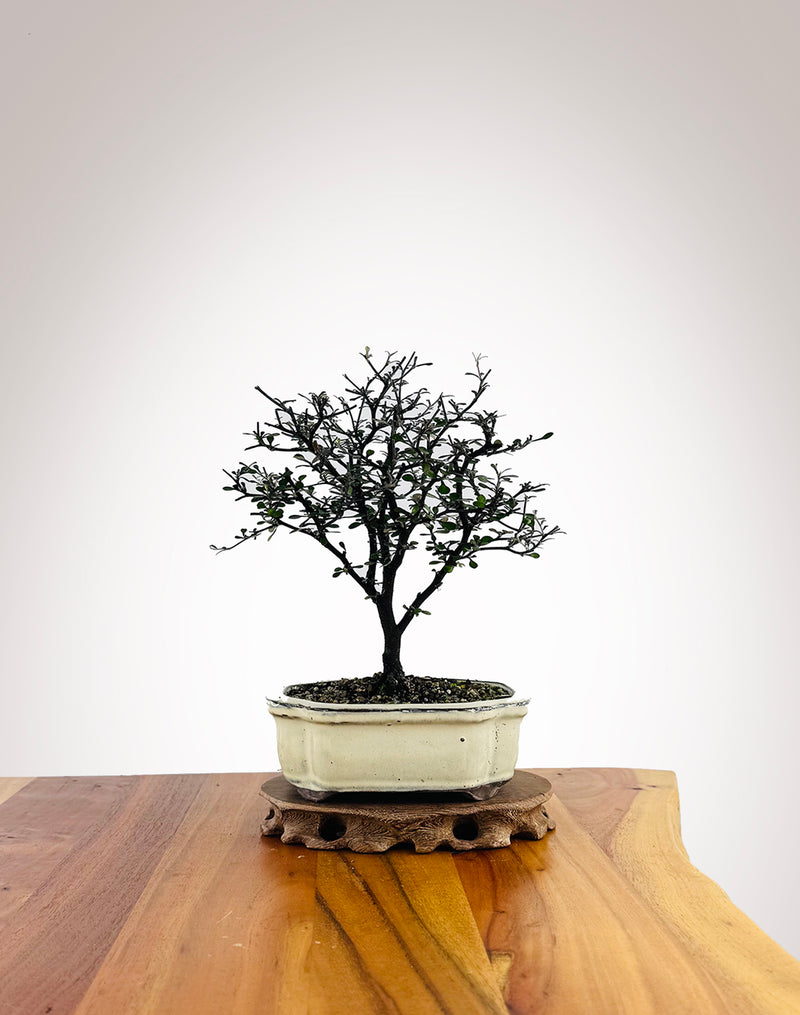 Corokia (CK2604001) - MiniGardens Bonsai New Zealand